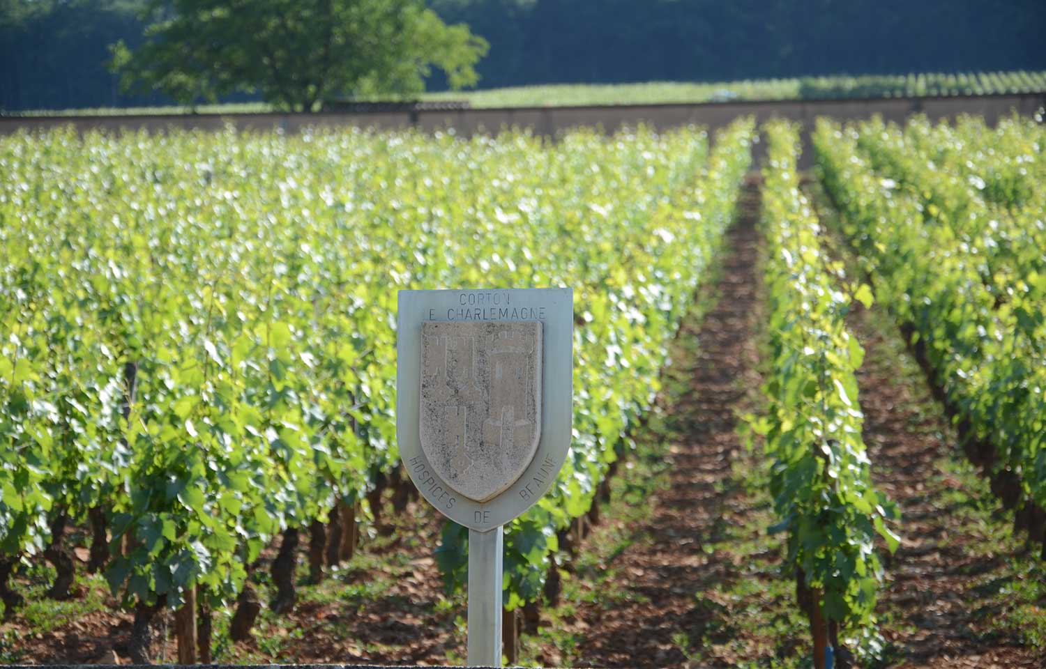 Le domaine des Hospices de Beaune